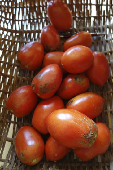 tomato02