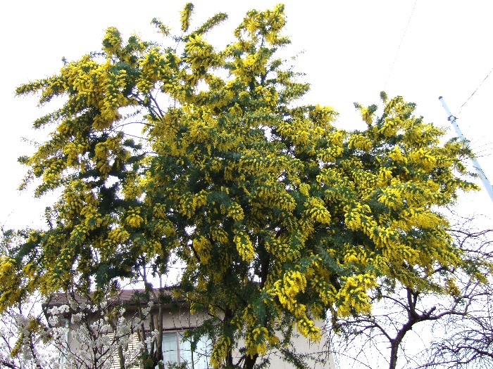 早春に咲く美しい黄色い花木 蕨手の徒然日記 Warabite S Diarys In Idleness