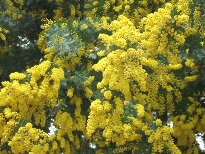 早春に咲く美しい黄色い花木 蕨手の徒然日記 Warabite S Diarys In Idleness