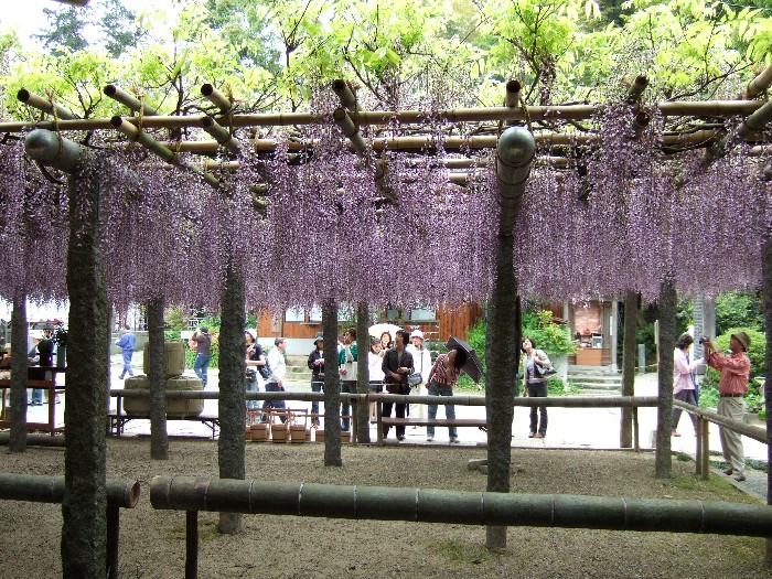 武蔵寺の藤の花と天拝山の絶景を楽しみました 蕨手の徒然日記 Warabite S Diarys In Idleness