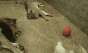 動物gifが好きなんや