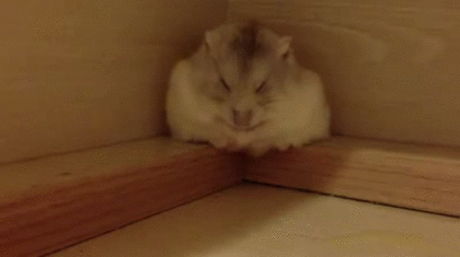 動物gifが好きなんや