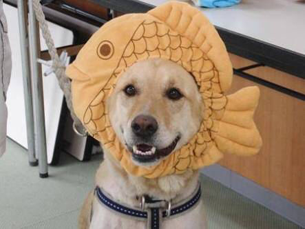 タイヤキーヌ 見つかる