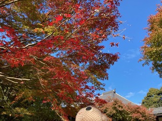 IMG_8422
