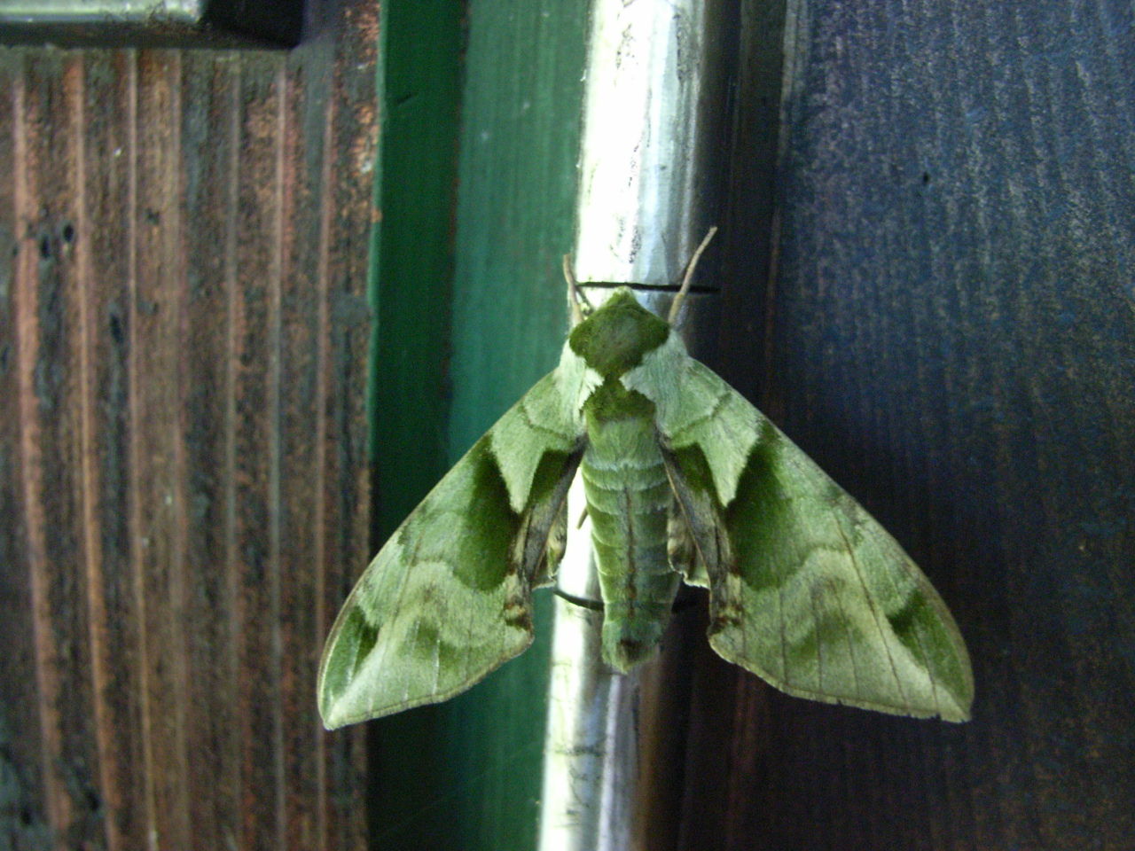 緑色 の 蛾