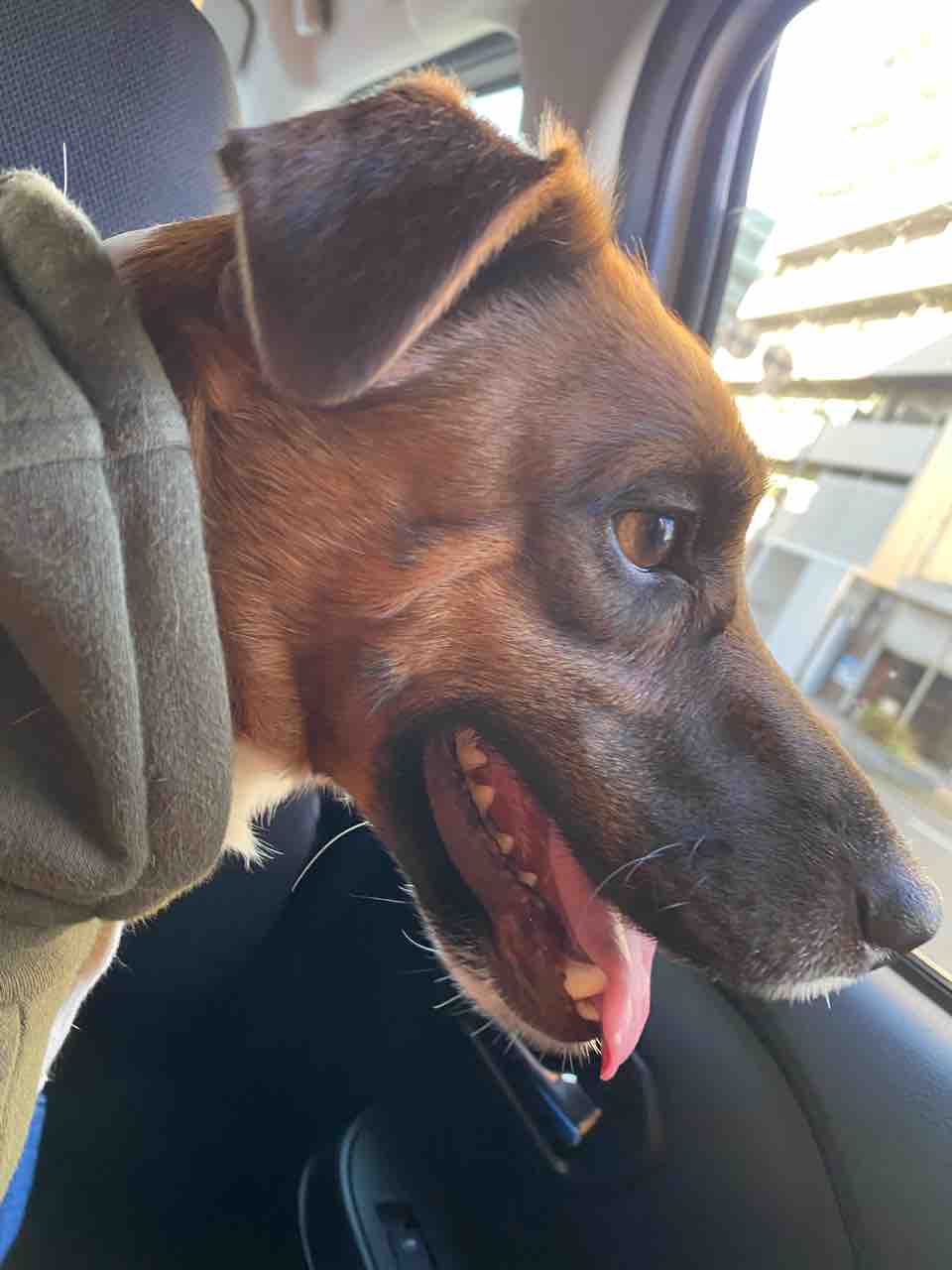 最近のeveryday すーさん 犬が好きな人必見 Warp Staff Blog