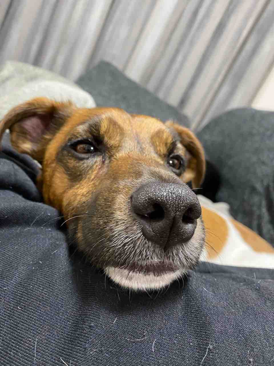 最近のeveryday すーさん 犬が好きな人必見 Warp Staff Blog