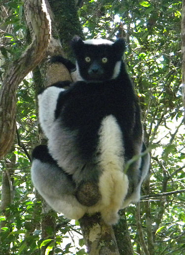 375px-Indri_indri_001