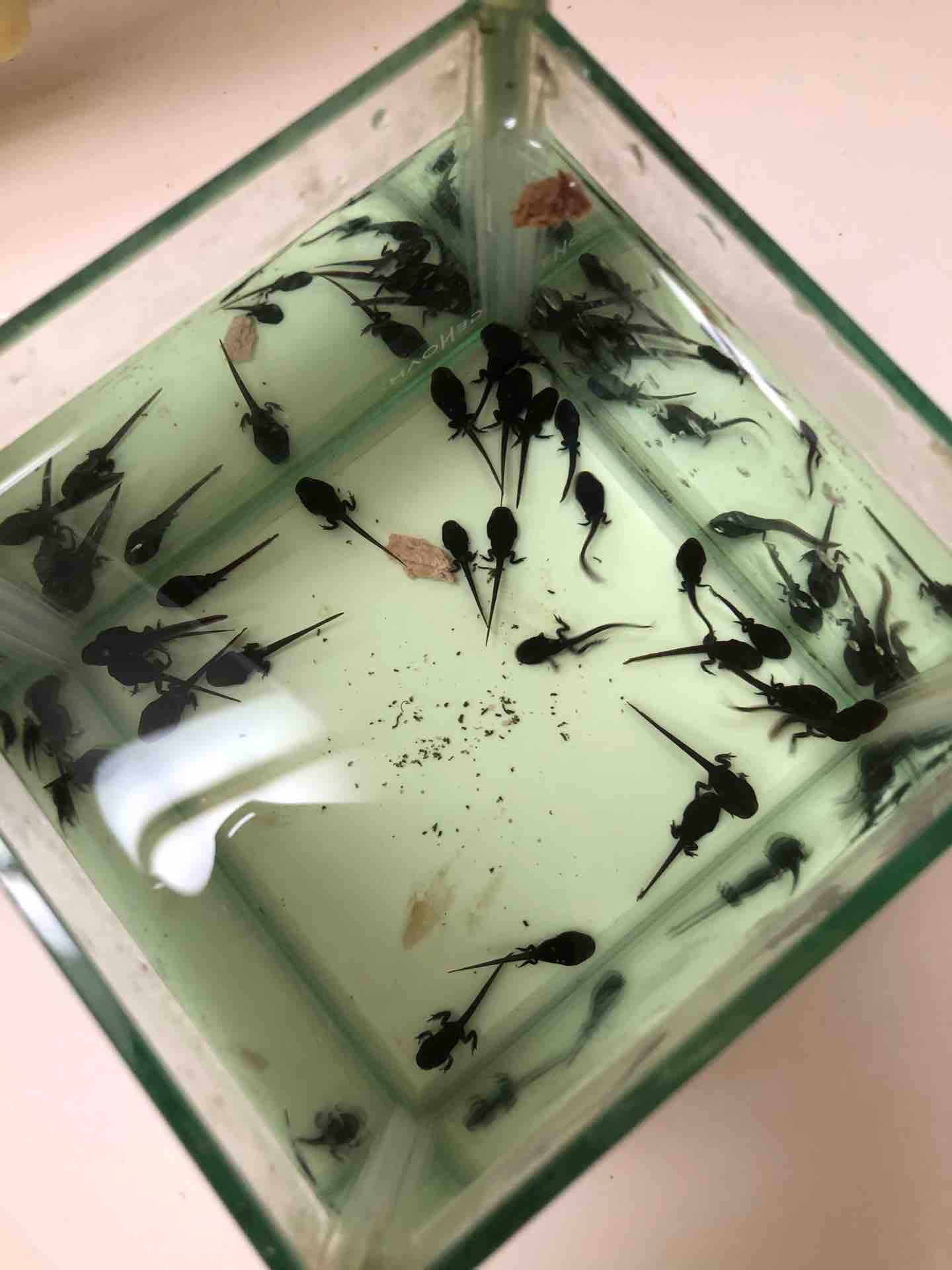 おたまじゃくし 店主雑談