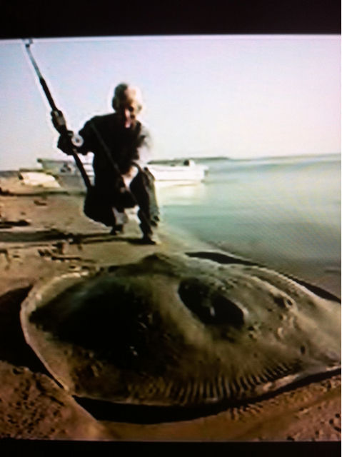 怪物魚を追え シーズン３総集編ｓｐ 店主雑談