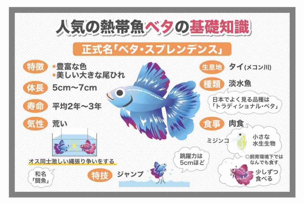 毎日癒されています 店主雑談