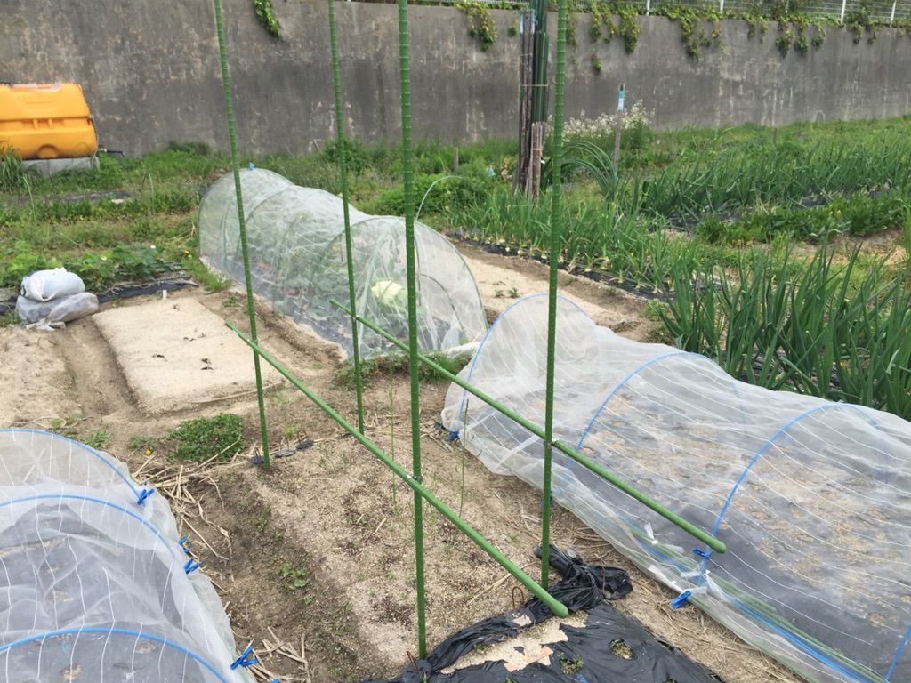 アスパラガス支柱立て 一念発起の週末菜園生活