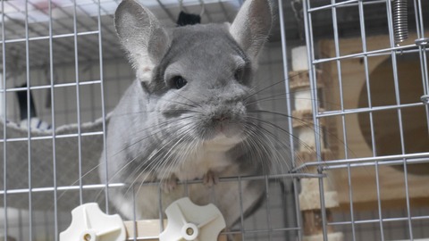 IMG_2062 - ねずランド