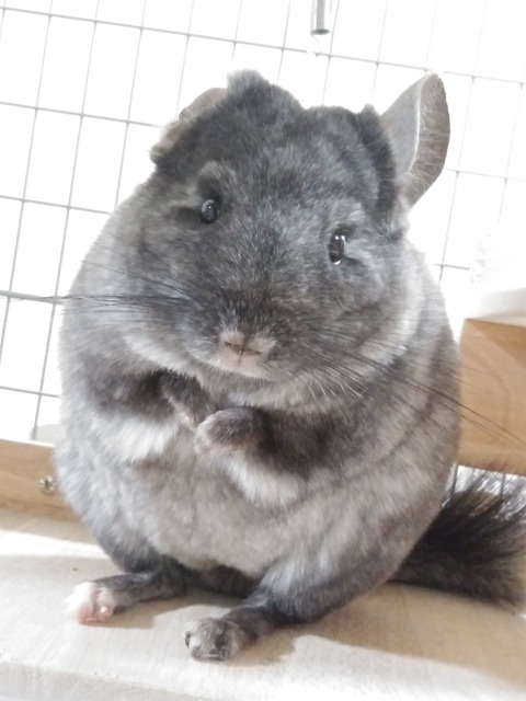 IMG_4328 - ぽんたPONTA