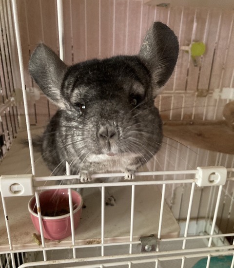 line_oa_chat_231118_162711