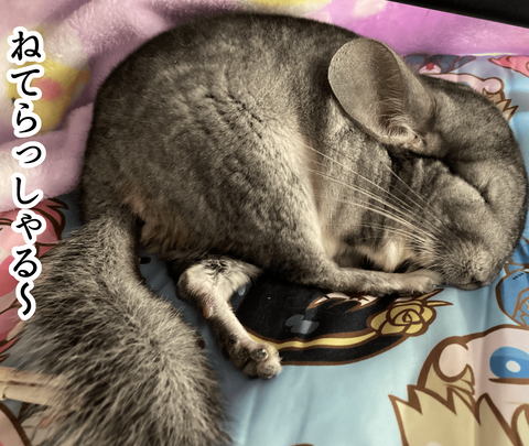 チンチラ漫画6〜９画像_006