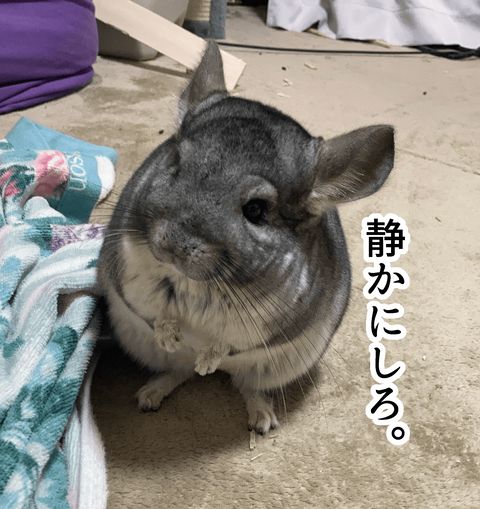 チンチラ漫画画像3〜５_005