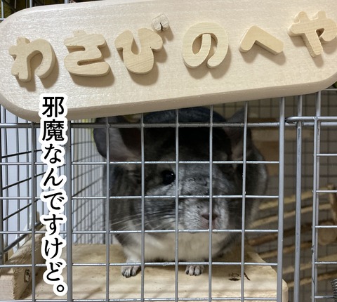 わさびの部屋_001