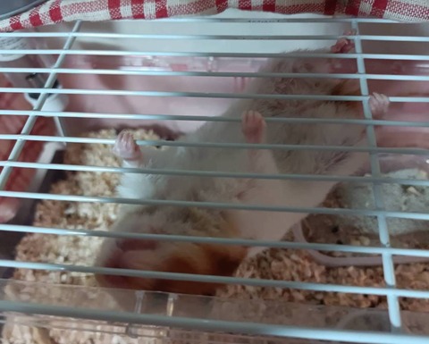 1702559485632 - もんぶらん