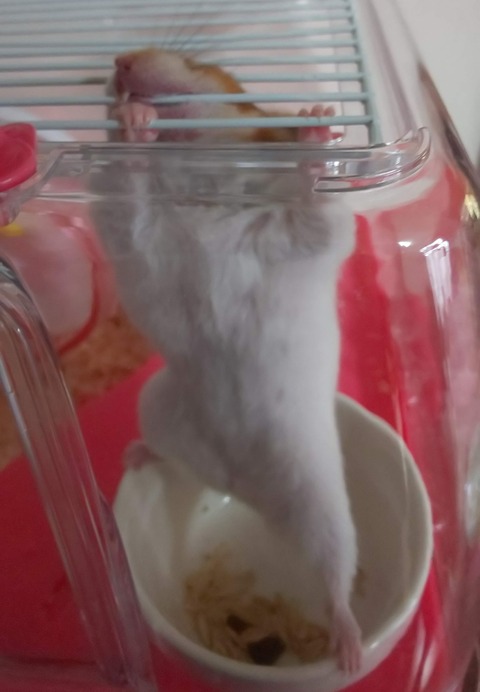 DSC_1513 - もんぶらん