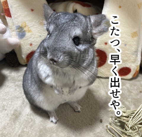 わさびの部屋_002