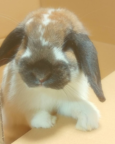 1635011400932 - もんぶらん