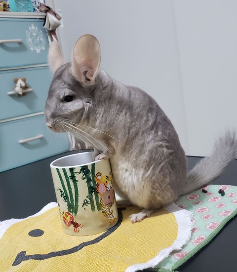 line_oa_chat_240106_150519