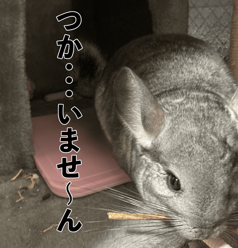 使いません