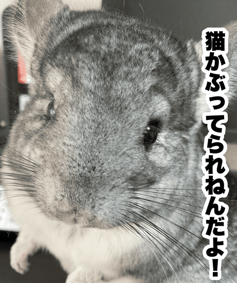 猫被ってられんわ (1)
