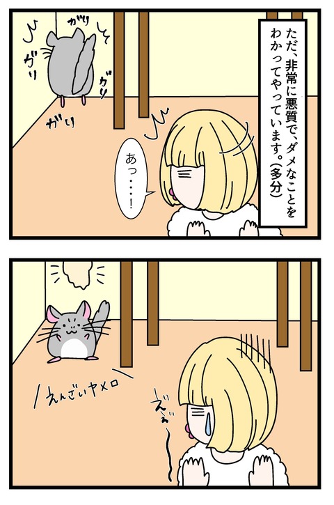 チンチラ漫画１_001のコピー3