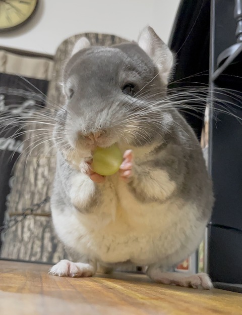 IMG_5233 - PRETEND Pet goods for chinchilla