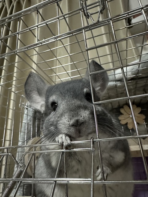 IMG_4423 - Sワゴン