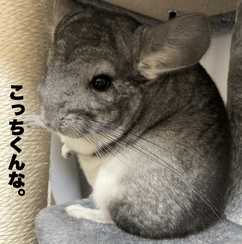 lこっちくんな