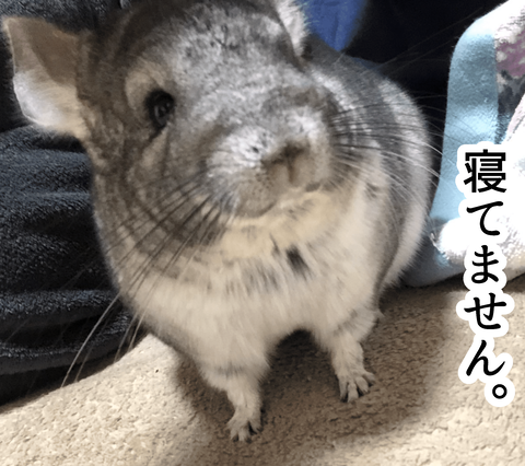 ハンモック画像_015