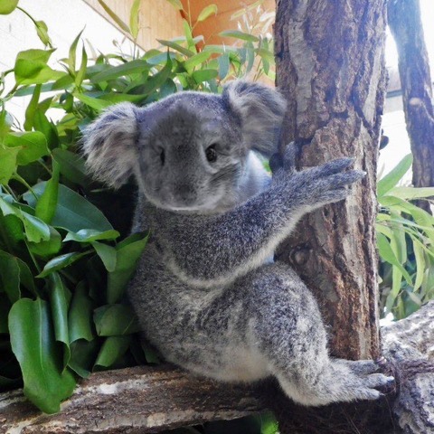 IMG_4235 - PRETEND Pet goods for chinchilla