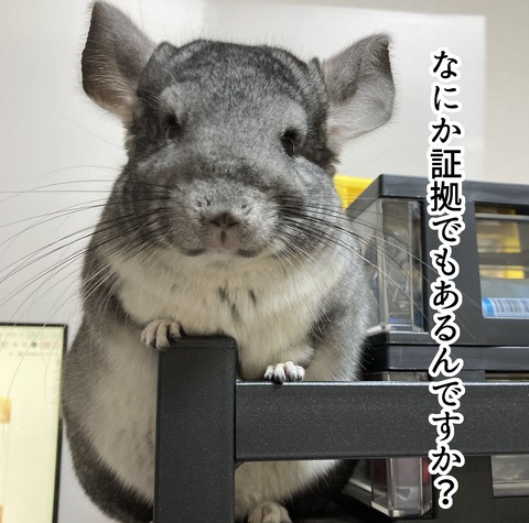 チンチラ漫画１画像_001