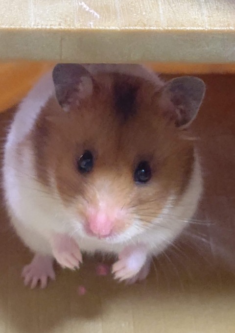 DSC_1607 - もんぶらん