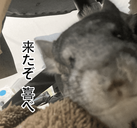 かまってくれる