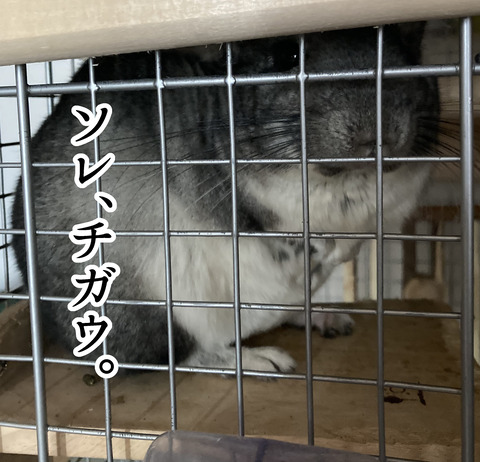 チンチラ漫画１画像_002