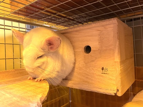 981A8980-1209-40F3-A578-F11BCFF4D6BB - お千代と小鉄チンチラ