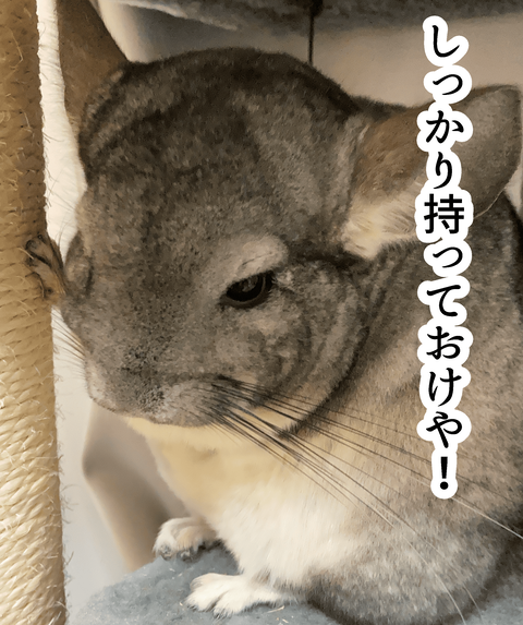 ハンモック画像_013