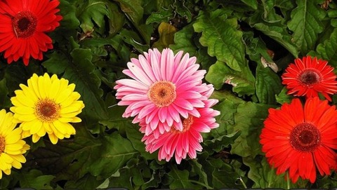 Gerbera_01