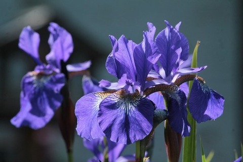 iris-sibelian