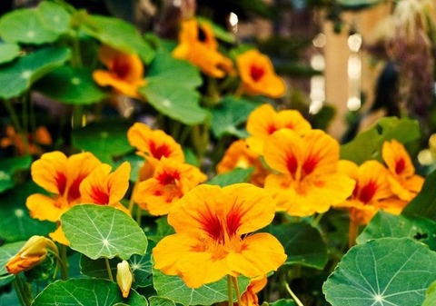 Nasturtium_01