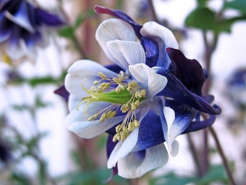 Columbine_01