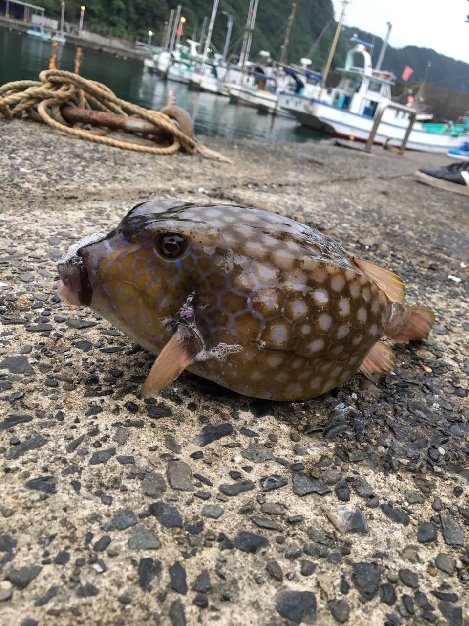 夏合宿 伊豆大島 早稲田大学 釣りサークル 早大釣の会