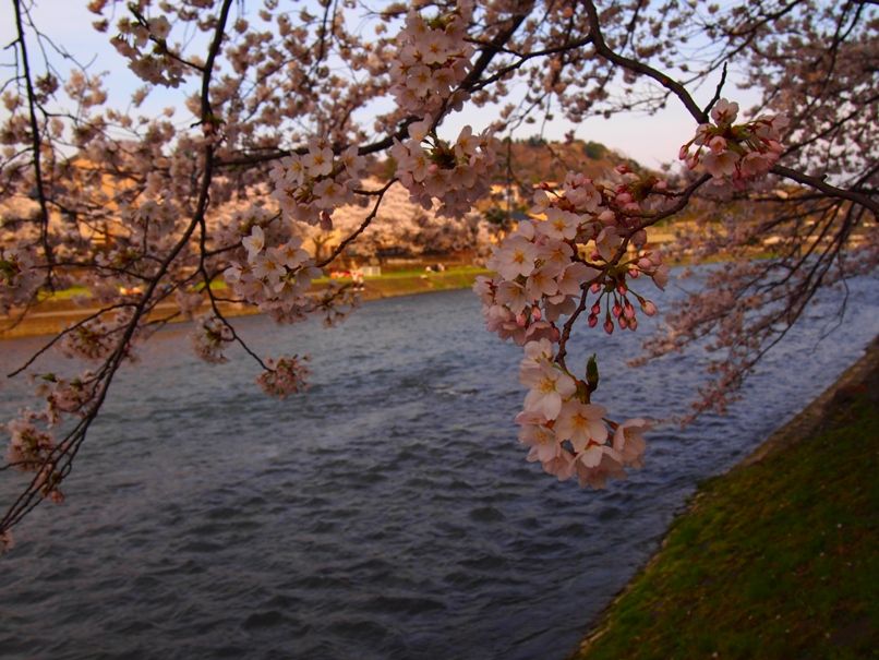 金沢の桜は団子が美味しくなる(浅野川沿い)