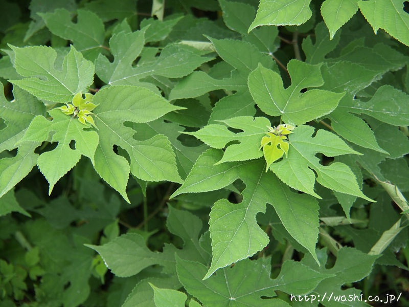 五箇山和紙の楮 こうぞ 芽かき体験にいってきました 浅倉紙業株式会社 ショールーム 紙あさくら のブログ