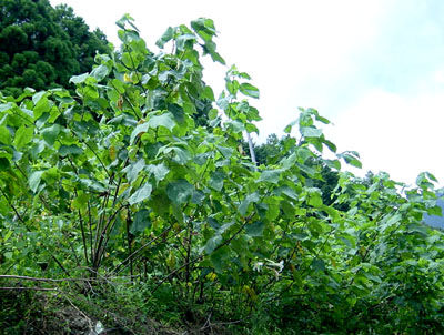 和紙と洋紙の違いとは 第2回 和紙ってどんなもの 編 浅倉紙業株式会社 ショールーム 紙あさくら のブログ