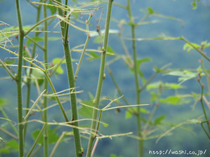 五箇山和紙の楮(こうぞ)芽かき体験 (葉を食べられた楮アップ)